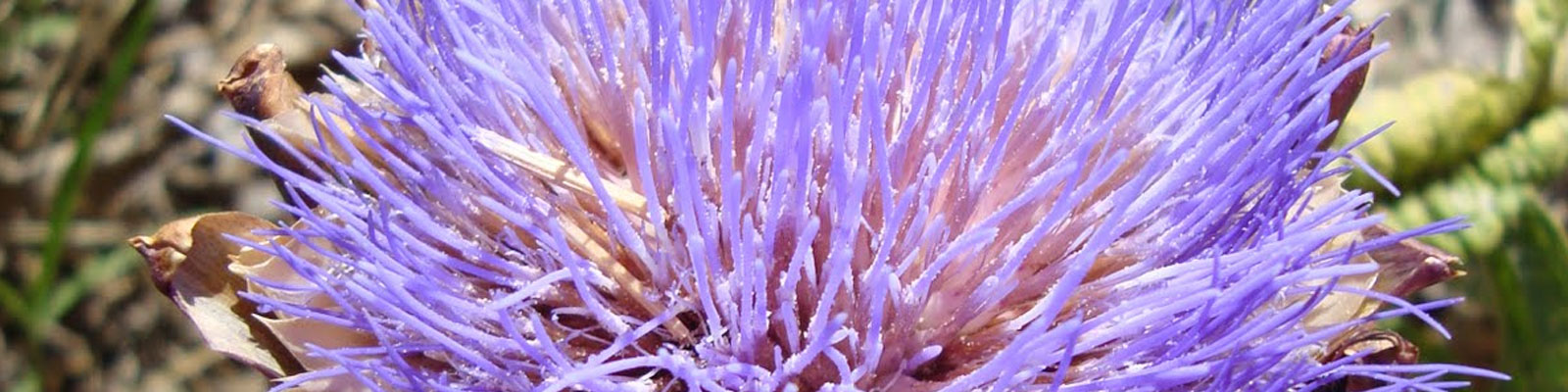Le conferenze di primavera: la depurazione