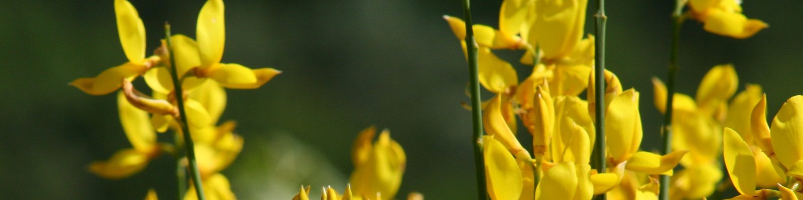 broom-1703873_1920