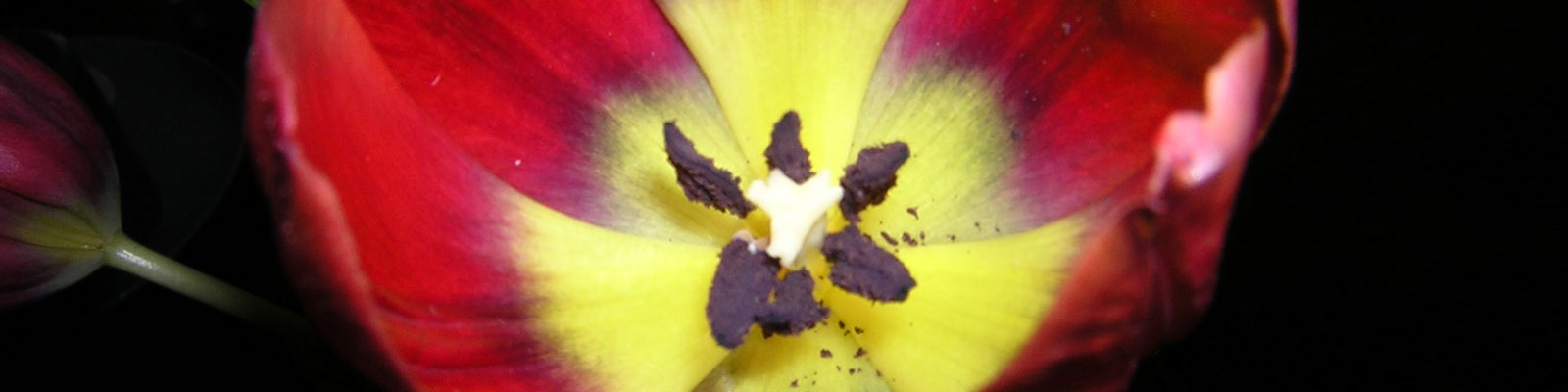 I fiori e le piante per il Benessere