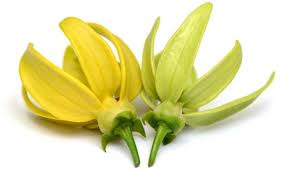 ylang+ylang