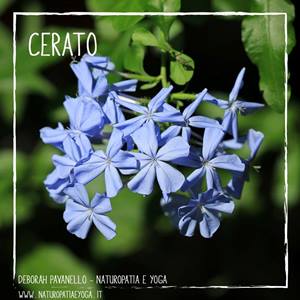 Cerato Fiori di Bach rid