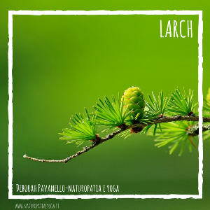 Larch rid