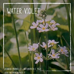 Water violet rid