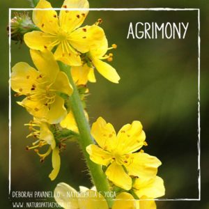 fiori-di-bach-agrimony