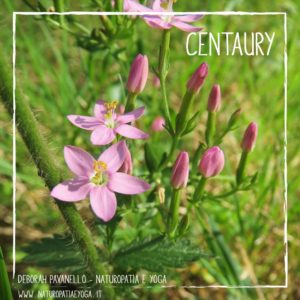 fiori-di-bach-centaury