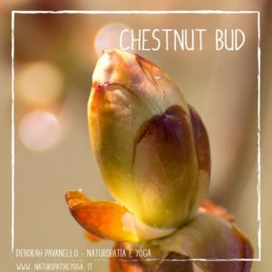 fiori-di-bach-chestnut-bud