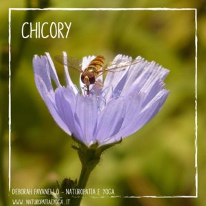 fiori-di-bach-chicory