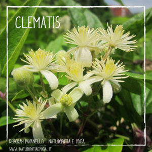 fiori-di-bach-clematis