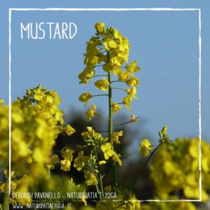 fiori-di-bach-mustard