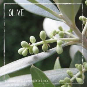 fiori-di-bach-olive