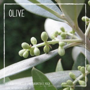 fiori-di-bach-olive