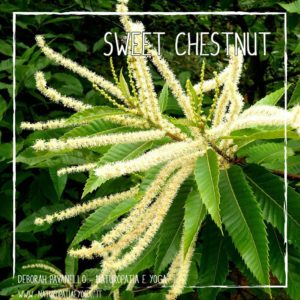 fiori-di-bach-sweet-chestnut