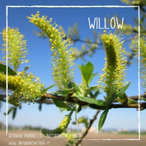 fiori-di-bach-willow