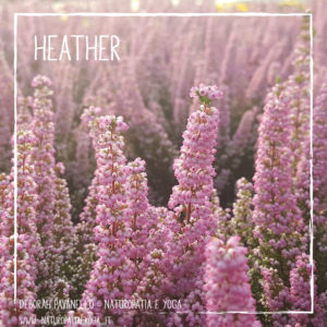 fioridibach-heather