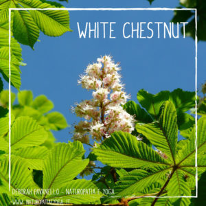 fioridibach-white-chestnut