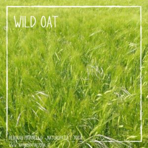 fioridibach-wild-oat