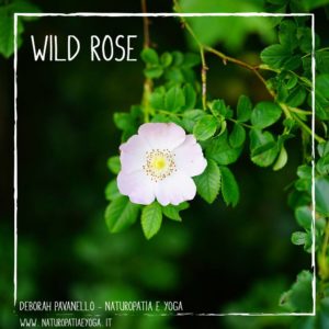 fioridibach-wild-rose