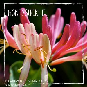 honeysuckle fiori di Bach rid