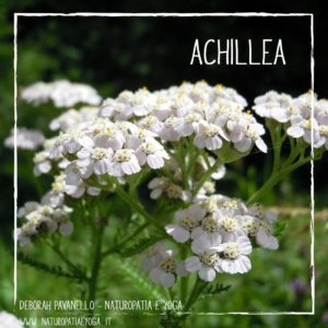 infusi-achillea