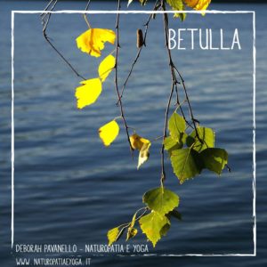 infusi-betulla