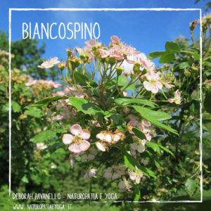 infusi-biancospino