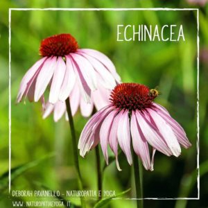 infusi-echinacea