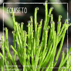 infusi-equiseto