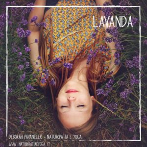 infusi-lavanda