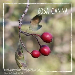 infusi-rosa-canina