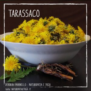 infusi-tarassaco