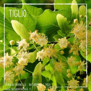 infusi-tiglio