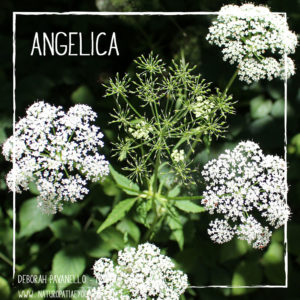 infuso-angelica