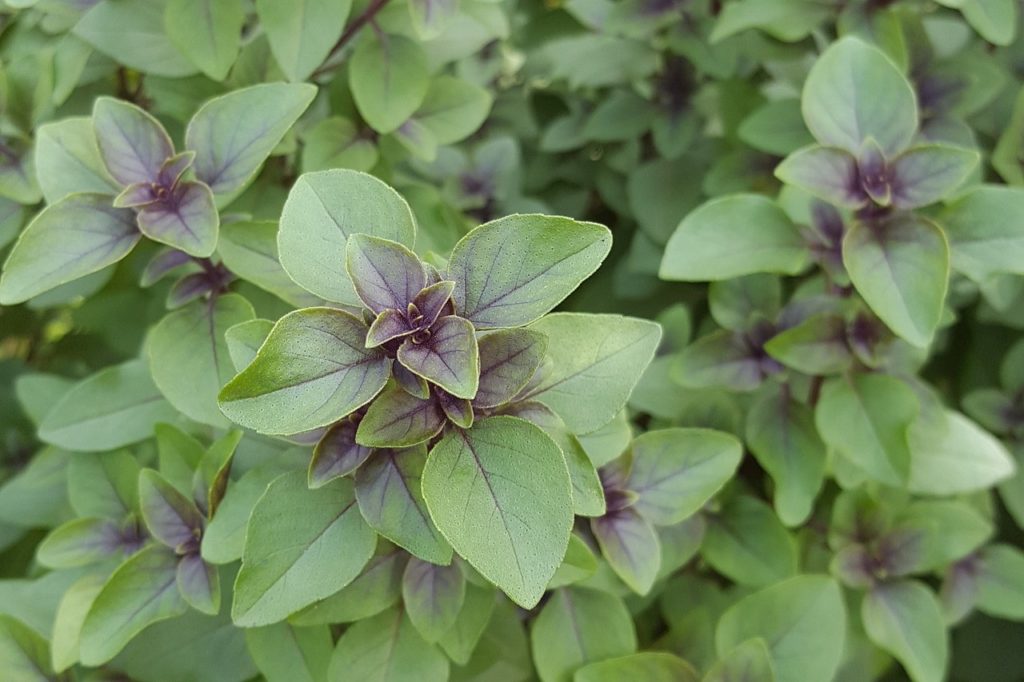 tulsi-1539181_1280