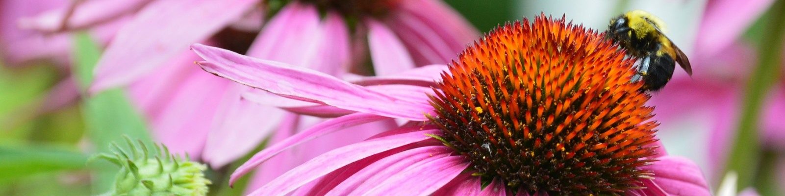 Echinacea Vs. Propoli?