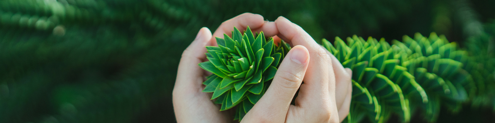 Di come ho iniziato e come continua la mia professione di Naturopata