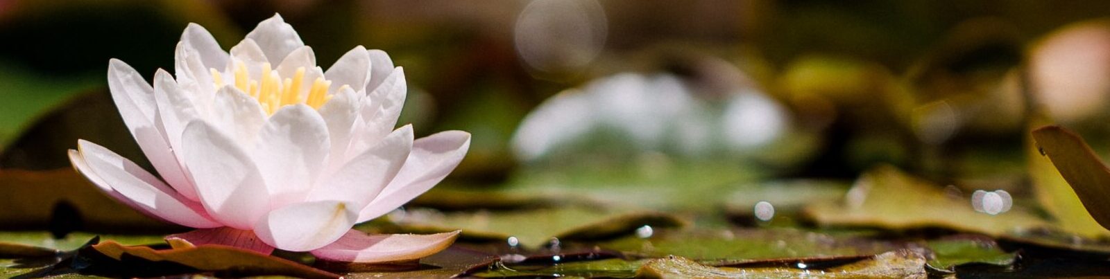 Padma mudra – il gesto del cuore