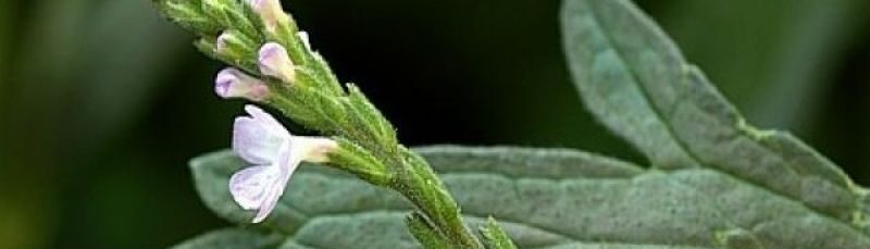 Verbena officinalis e Verbena odorosa: due piante, due mondi